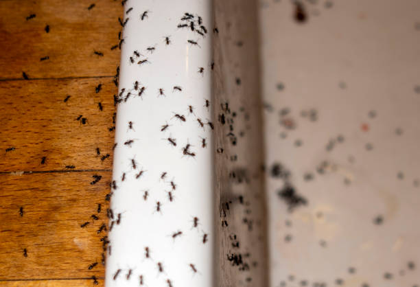 Best Termite Control Services  in Taylor Creek, OH