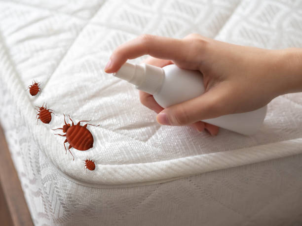 Best Affordable Pest Control Services  in Taylor Creek, OH