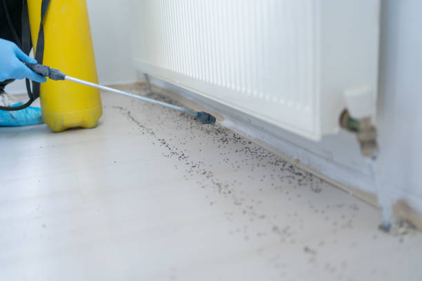 Best Pest Prevention Services  in Taylor Creek, OH